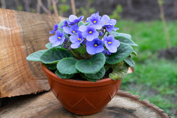 African violet, Parma violet, potted flower in the garden, flower decoration concept, plant care