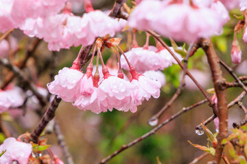 春の雨に濡れる美しい桜の花