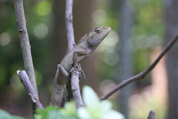 A lizard close up on  branch, Green Geckos on a branch, green lizard sunbathing on a branch, green lizard climb on wood, Jubata lizard on a tree, Squamata on a branch
