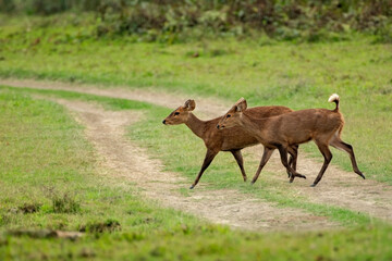 Two Hog Deers (Hyelaphus porcinus) crossing the safari track at Kaziranga National Park.