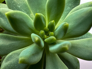 Beautiful succulent (stone lotus Graptopetalum paraguayense) macro photography