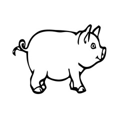pig illustration