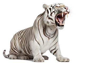 Full view of a white tiger with mouth wide open, side view, isolated on white background. Generative AI - Powered by Adobe