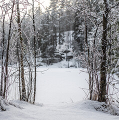 Obraz premium snow covered trees