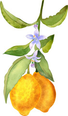 Lemon fruits and flowers on branches watercolor hand drawn illustration. Isolated clip art of a blossoming citrus sprig for design.