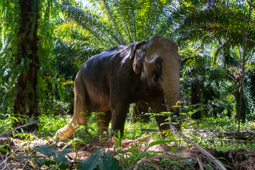 Fototapeta premium Thai Elephant making their way through the jungle