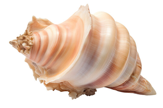 conch shell isolated on transparent background made with generative ai