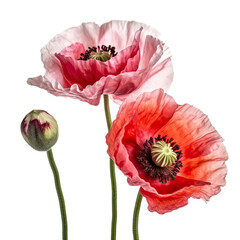 three poppy flowers blooming isolated on transparent background made with generative ai