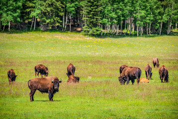 Bison graze in a meadow at the north rim of the Grand Canyon in Arizona
