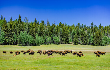 Bison graze in a meadow at the north rim of the Grand Canyon in Arizona © Scott Bufkin