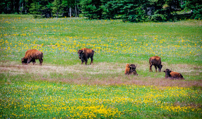 Bison graze in an open meadow with flowers at the north rim of the Grand Canyon in Arizona