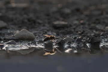 Bee sitting on a stone near a puddle