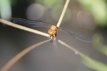Dragonflies, insects that can fly.