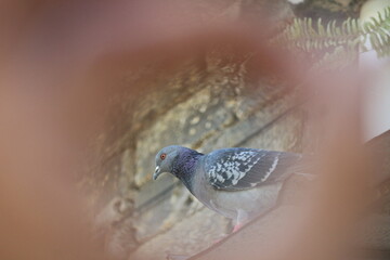 Pigeons are widely kept because they are tame and easy to breed.