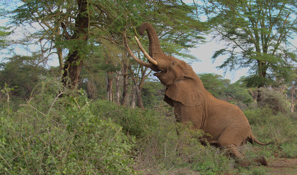 mature african elephant bull pascal kneels on his hind legs and uses his trunk to reach for and break off leaves in the wild kimana sanctuary, kenya