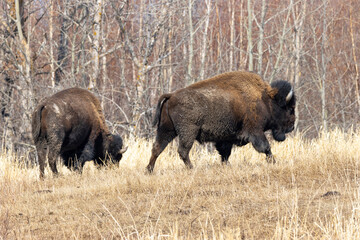two american bison walking in burnt grass in front of fall trees 