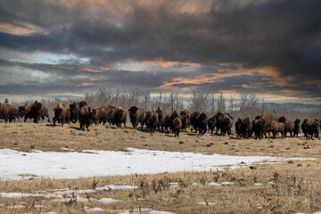 massive herd of bison in field during spring thunderstorm © Amy