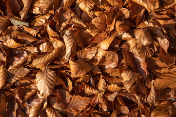 autumn leaves background