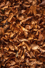 autumn leaves background pattern texture