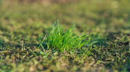Young shoots of grass in the spring sun. Nature background