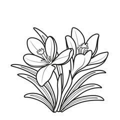 Crocus flowers coloring book linear drawing isolated on white background