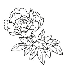 Peony flower on a stem coloring book linear drawing isolated on white background