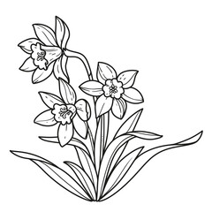 Narcissus realistic flowers outlined for coloring book linear drawing isolated on white background