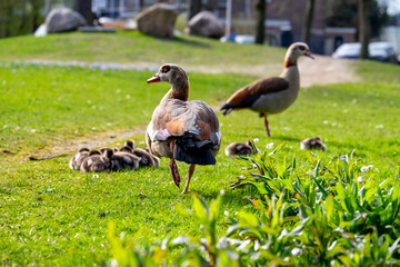 Egyptian goose couple with goslings