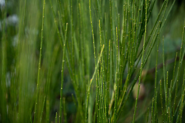grass in the wind close up