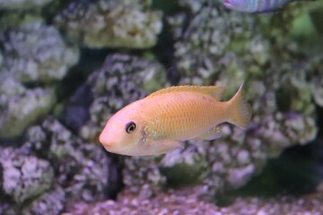 Peixeis de Aquario Agua Doce / Freshwater aquarium fish