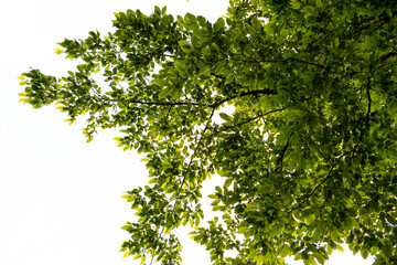 green tree leaves before white sky png no background only tree and leaves