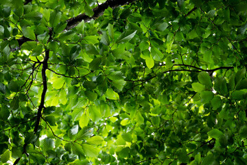 green leaves on a tree with strong patterns and texture