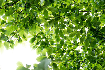 Fototapeta na wymiar green leaves in sunlight with bright texture and pattern only tree