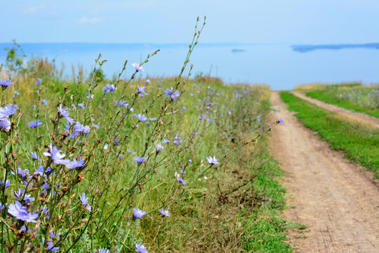 A dirt road with a field and a blue flower of chicory on the sideroad and river on horizon