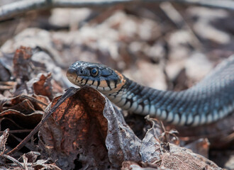 snake on the ground