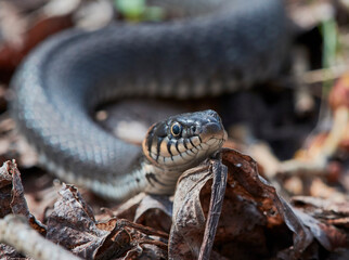 The snake decided to bask in the sun