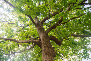 View of the tree trunk from the bottom up. The branches of the tree spread wide, the daylight breaks through the green leaves