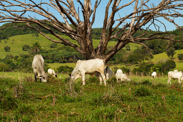 Um grupo de gado se alimentando no pasto verde e fresco, com uma árvore seca, em um dia claro de céu azul.