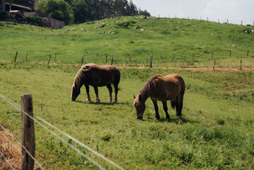 Naklejka premium Bay horses graze peacefully on a green field. A view of a valley with a spring or summer farm