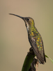 Hembra de colibrí perchada