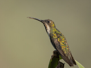 Hembra de colibrí perchada