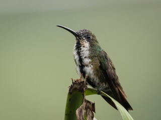 Hembra de colibrí perchada