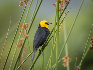 Ave perchada en juncos