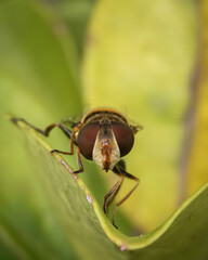 Mosca posando