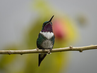 Colibrí perchado en una rama