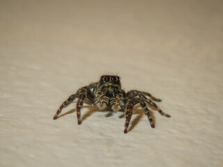 Araña saltarina