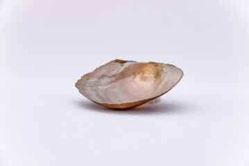 Composition of exotic sea shells and on a white background, top view. sea shells isolated on a white background. Flat lay, Seashells on a white background, A place for copying and writing.