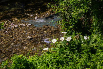 Calla lilies bloom above the stream. A shallow river with a rocky bottom flows between green trees.