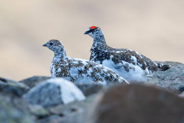 Male and female ptarmigan (Lagopus muta) on the mountainside, Cairngorms, Scotland