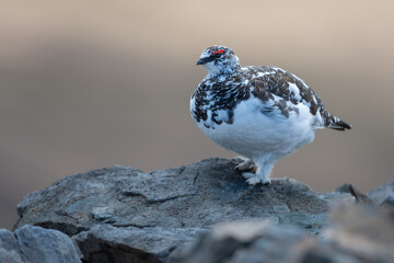 Male ptarmigan (Lagopus muta), Cairngorms, Scotland